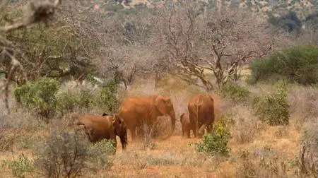 PBS - NATURE: Animal Reunions (2020)