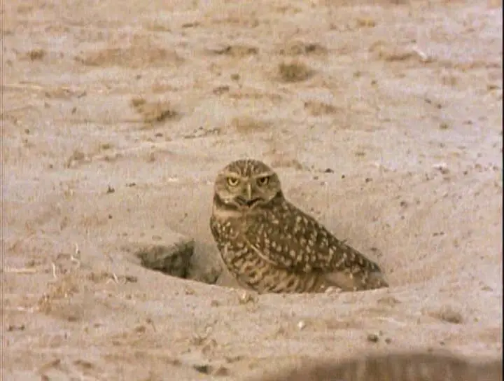 Прирожденные охотники. Диск 1