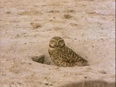 Прирожденные охотники. Диск 1