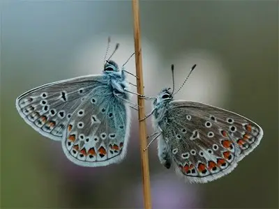 Beautiful butterflies