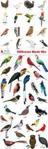 Vectors - Different Birds Mix