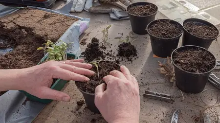 Vegetable Gardening 101
