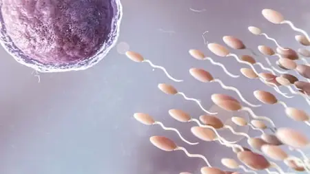 Materclass To Boost Sperm Count Naturally