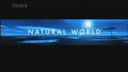 Natural World-Ant Attack