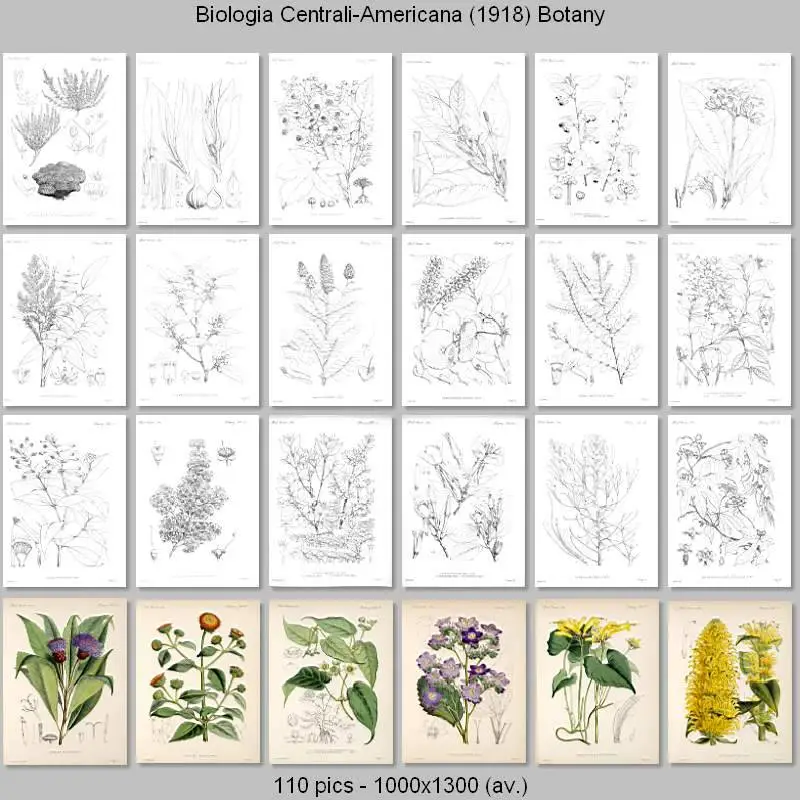 Biologia Centrali-Americana - Botany (1879-1888)