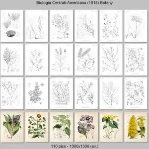 Biologia Centrali-Americana - Botany (1879-1888)