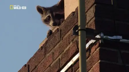 National Geographic - Raccoon: Backyard Bandit (2014)