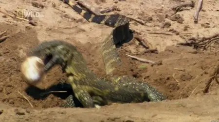 National Geographic - Mother Croc (2012)