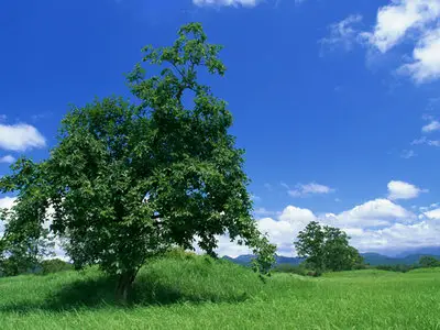 Wallpapers pack: The Japanese nature. Furano (2008)