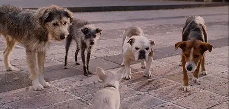 Beverly Hills Chihuahua (2008)