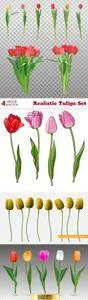 Vectors - Realistic Tulips Set
