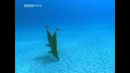 BBC Dolphins - Deep Thinkers (2003)
