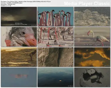 The Crimson Wing: Mystery Of The Flamingos (2009)