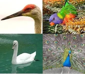 Birds Collection