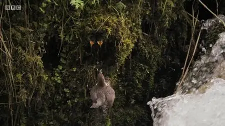 BBC - Iolo: Saving the Land of the Wild (2019)