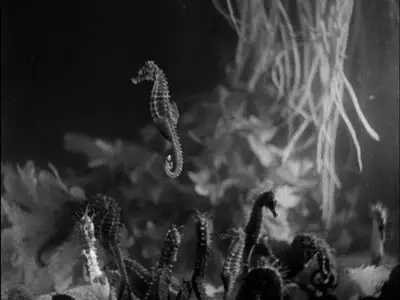 Science is Fiction: 23 Films by Jean Painlevé (The Criterion Collection) [3 DVD9s] [2009]