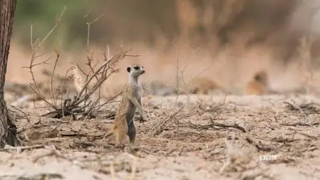 Meerkat Manor: Rise of the Dynasty S01E08