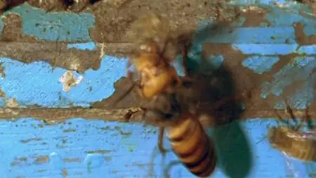Absurd Planet S01E09