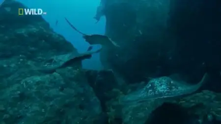 National Geographic - Life Of Oceans Transformation (2012)