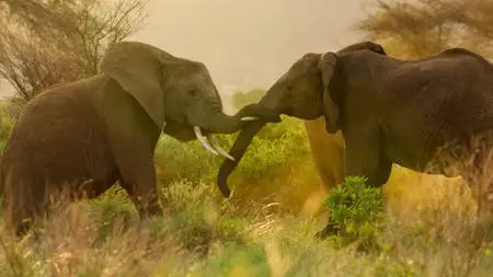 Wild Babies S01E04