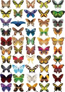 Vector butterflies