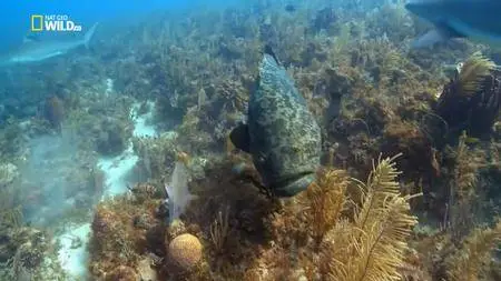 National Geographic: Cuba's Secret Reef (2015)