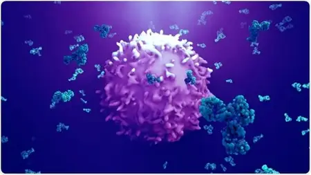 Antigens: The Structure, Function, And Immune Response