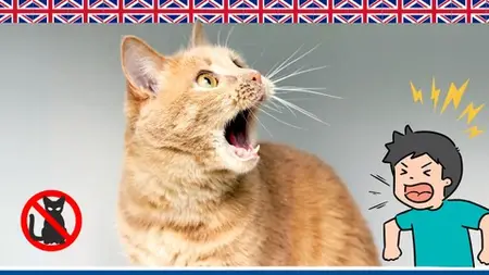 Cat Psychology: How To Punish Your Cat Correctly (English)