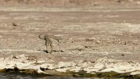 Life on Our Planet S01E04