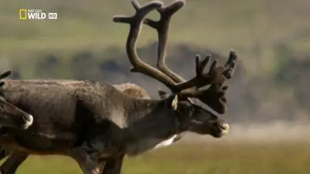National Geographic - Alaska's Deadliest: Grizzly Battleground (2018)