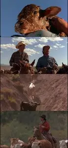 City Slickers (1991)