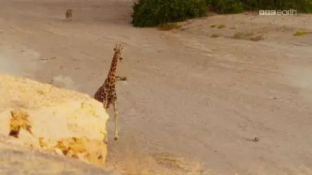 Planet Earth II S01E04 (2016)