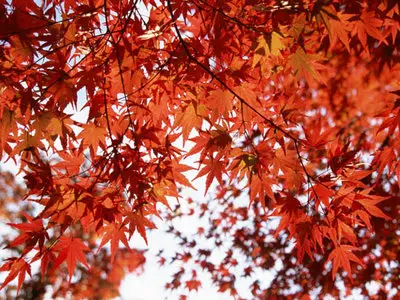 Wallpapers pack: The Japanese nature. Furano (2008)