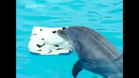 BBC Dolphins - Deep Thinkers (2003)