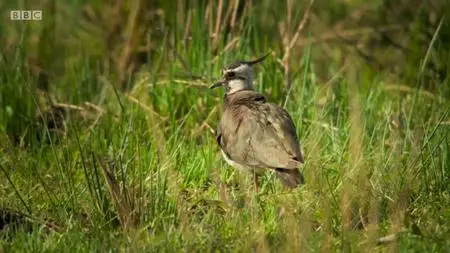 BBC - Iolo: Saving the Land of the Wild (2019)