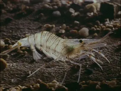 Science is Fiction: 23 Films by Jean Painlevé (The Criterion Collection) [3 DVD9s] [2009]