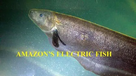 National Geographic - Amazon's Electric Fish (2015)
