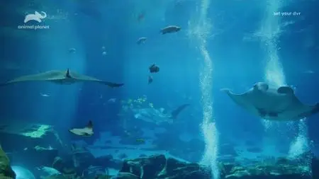 The Aquarium S01E08