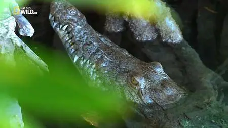 National Geographic: Cuba's Secret Reef (2015)