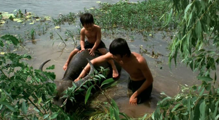 The Buffalo Boy / Gardien de Buffles (2004)