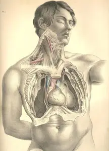 Joseph Maclise, Surgical Anatomy