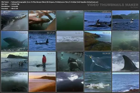 National Geographic : Orques, prédateurs des mers