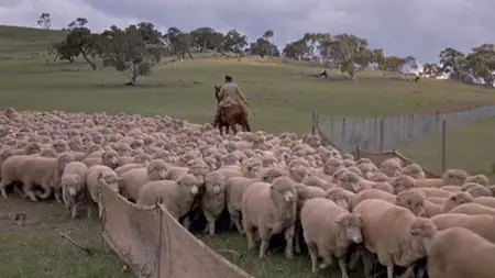 The Sundowners (1960)