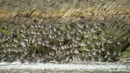 BBC - Scotland: The New Wild (2023)