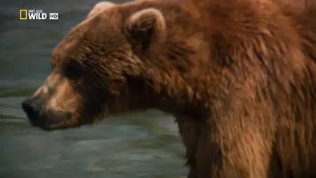 National Geographic - Alaska's Deadliest: Grizzly Battleground (2018)