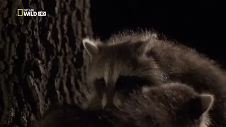 National Geographic - Raccoon: Backyard Bandit (2014)