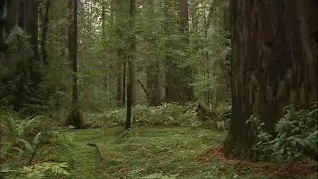 Living Landscapes: Collection 2011 Part 2 California Redwood