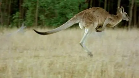 Secret Life of the Kangaroo (2017)