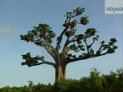 (Voyage) Sénégal, la piste aux découvertes (2012)