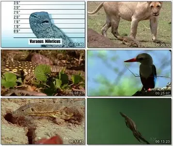 BBC Wildlife - Monitor Lizard - Africas Greatest Thief (2004)